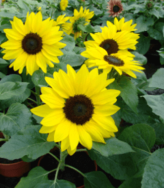 Sunflower Suntastic Yellow and Black F1 - Ontario Seed Company
