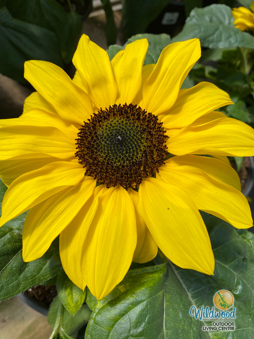 Sunflower Suntastic Yellow and Black F1 - Ontario Seed Company