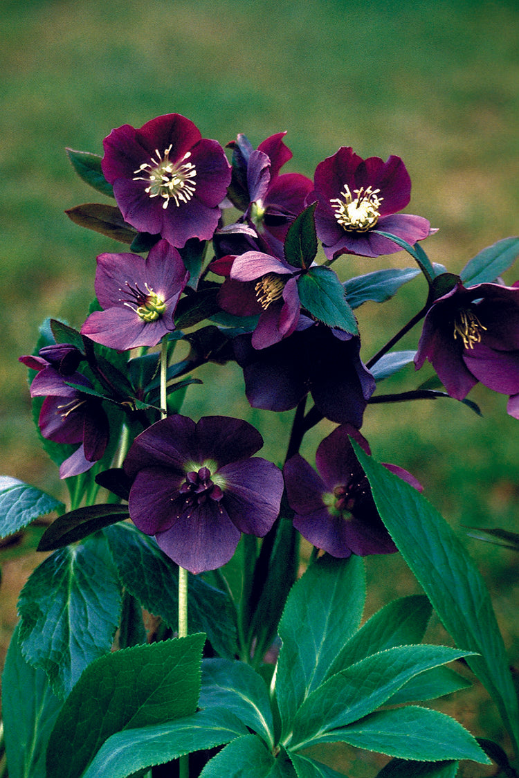 Hellebore - Blue Lady, 1 Pack
