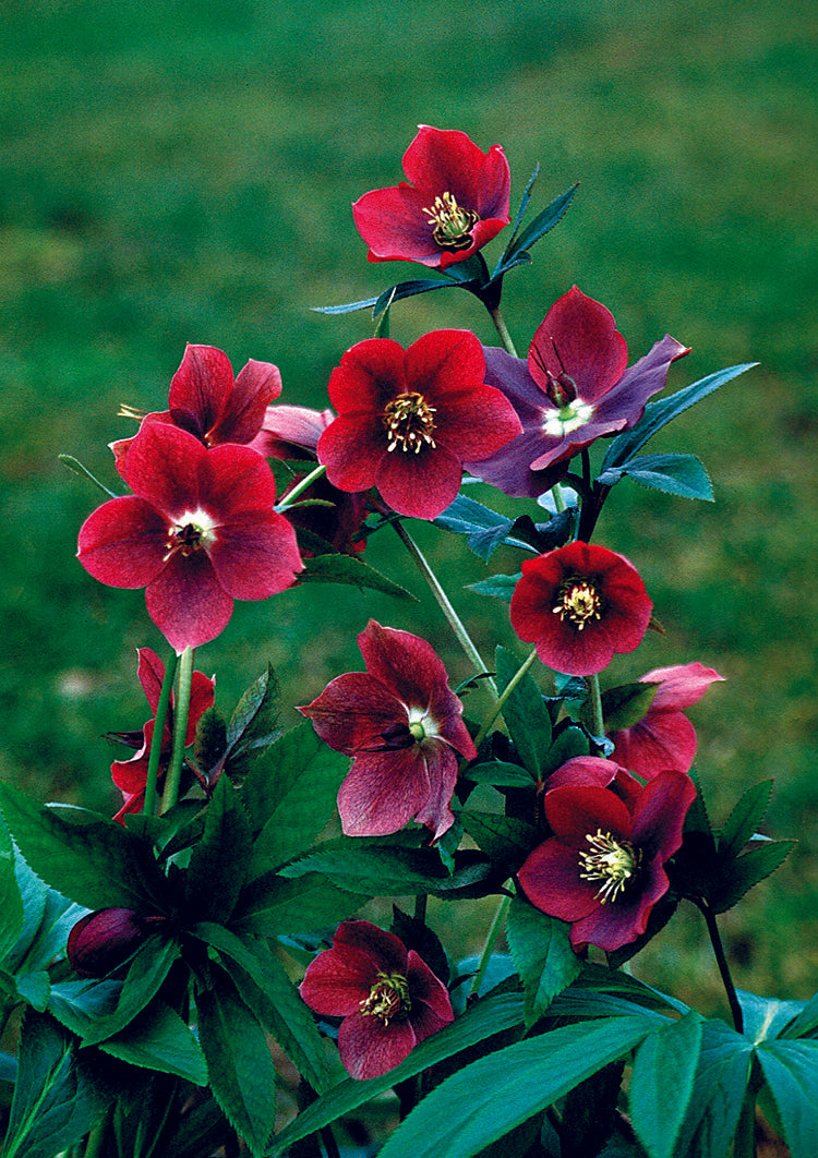 Hellebore - Red Lady, 1 Pack