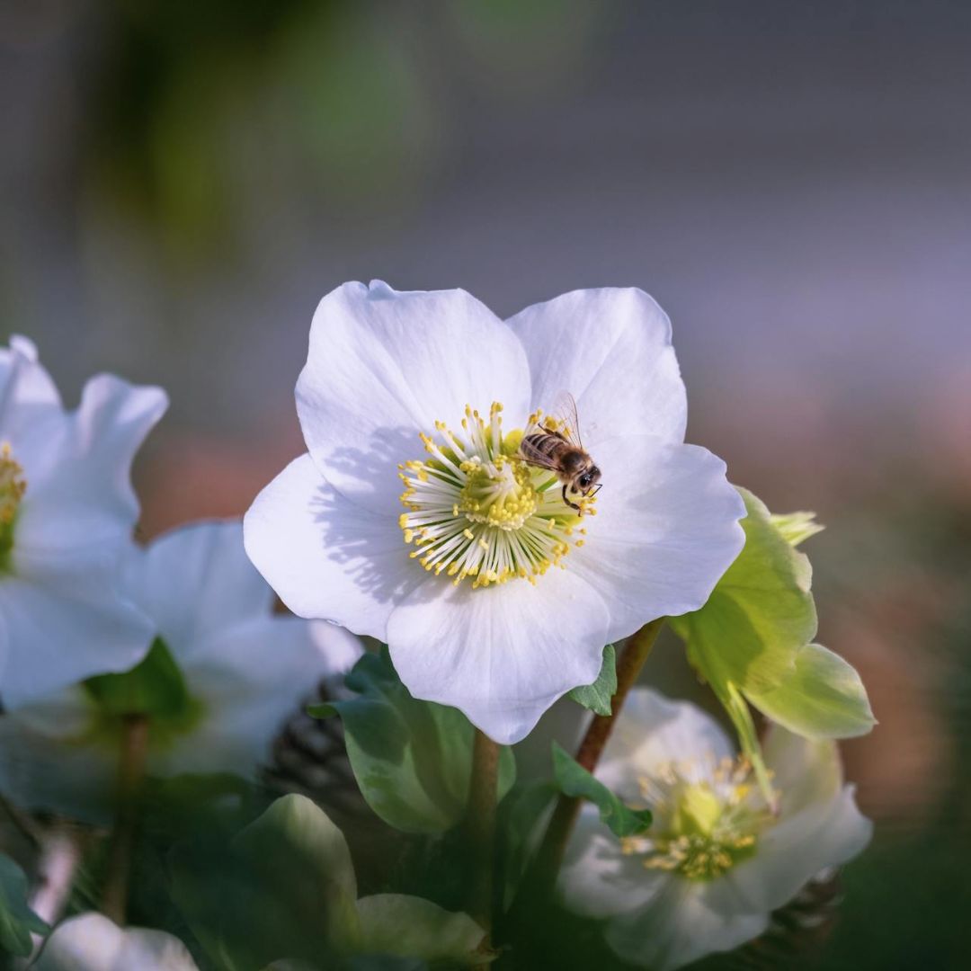 Helleborus niger (Christmas Rose)