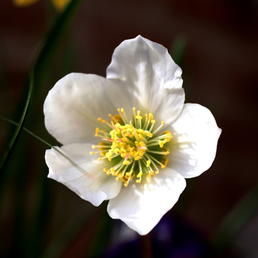 Helleborus niger (Christmas Rose)