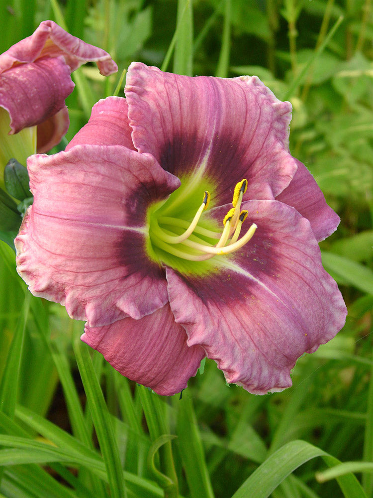 Daylily - Always Afternoon, 1 Pack