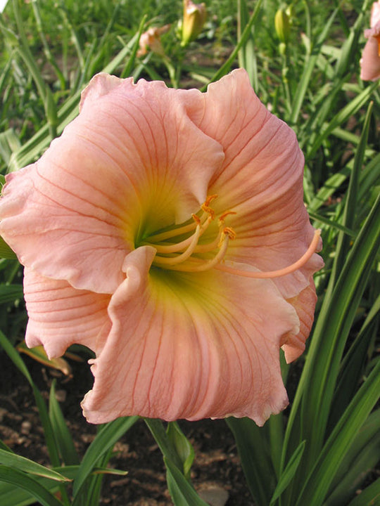 Daylily - Barbara Mitchell, 1 Pack