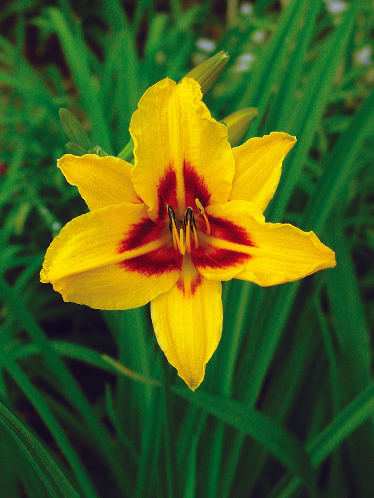 Daylily - Bonanza, 1 Pack
