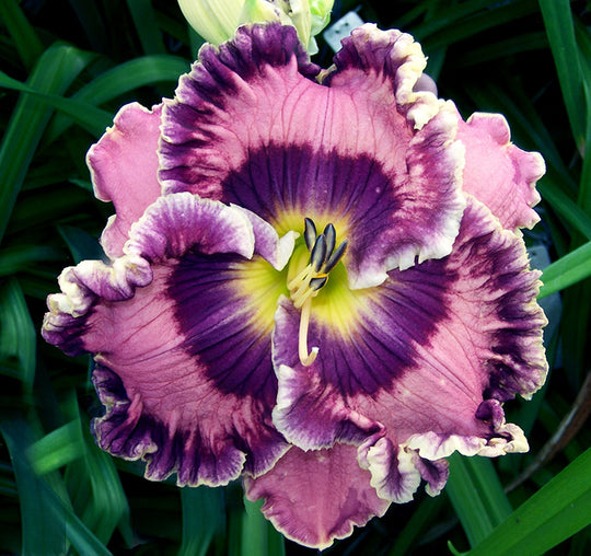 Daylily - Born in California, 1 Pack
