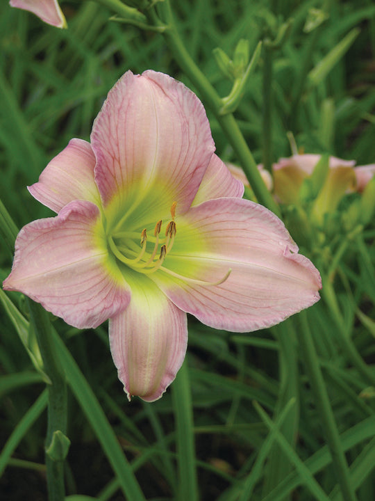 Daylily - Catherine Woodbury, 1 Pack