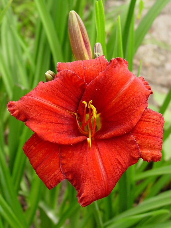 Daylily - Chicago Apache, 1 Pack