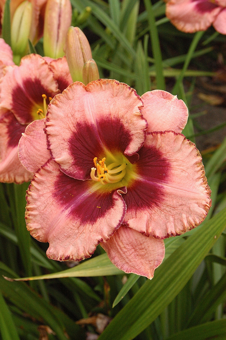 Daylily - Daring Deception, 1 Pack