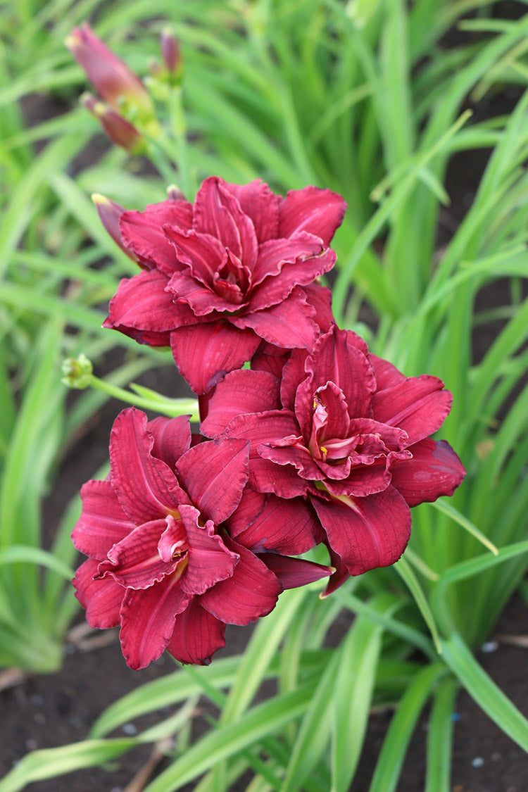 Daylily - Double Pardon Me, 1 Pack