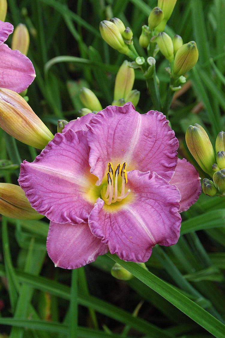 Daylily - Entrapment, 1 Pack
