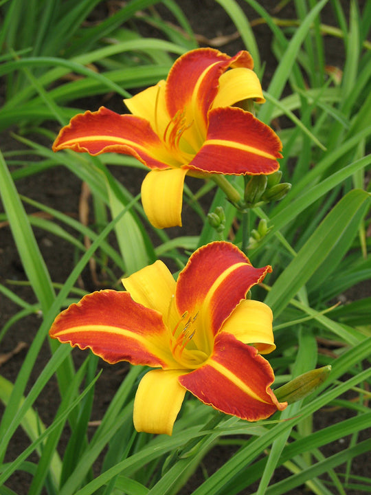 Daylily - Frans Hals, 1 Pack