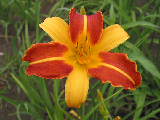 Daylily - Frans Hals, 1 Pack