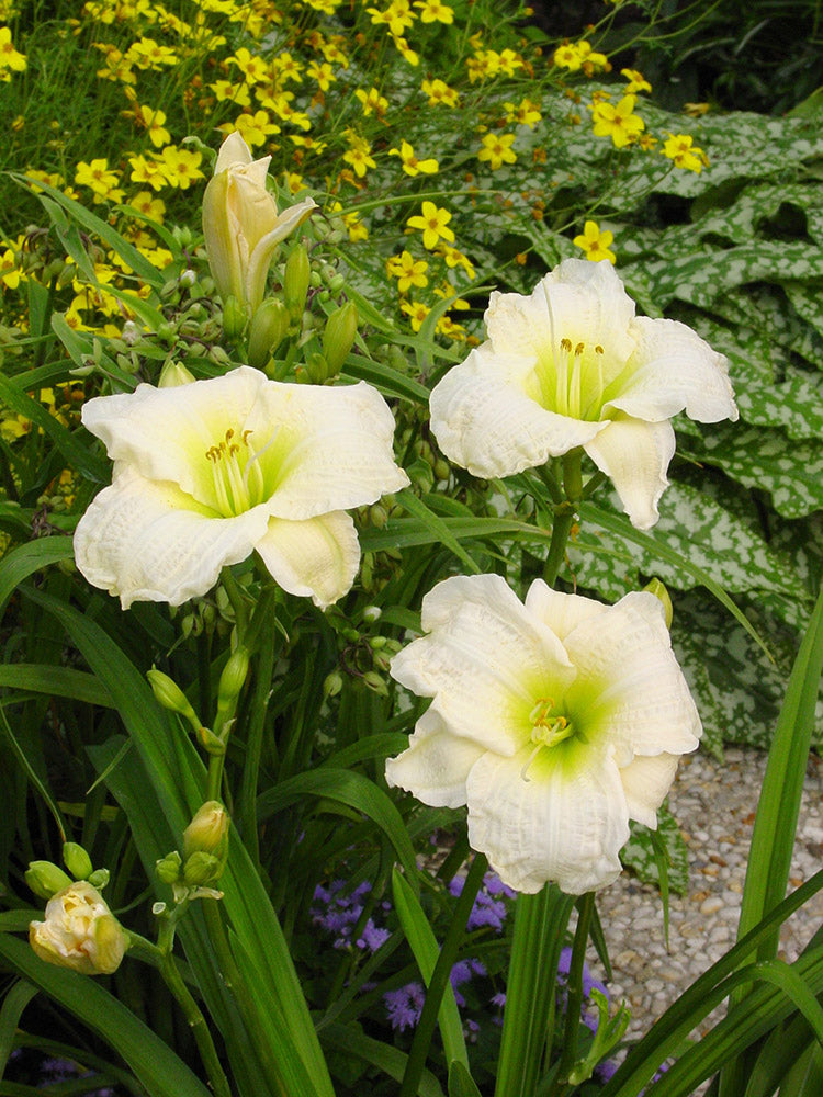 Daylily - Gentle Shepherd, 1 Pack