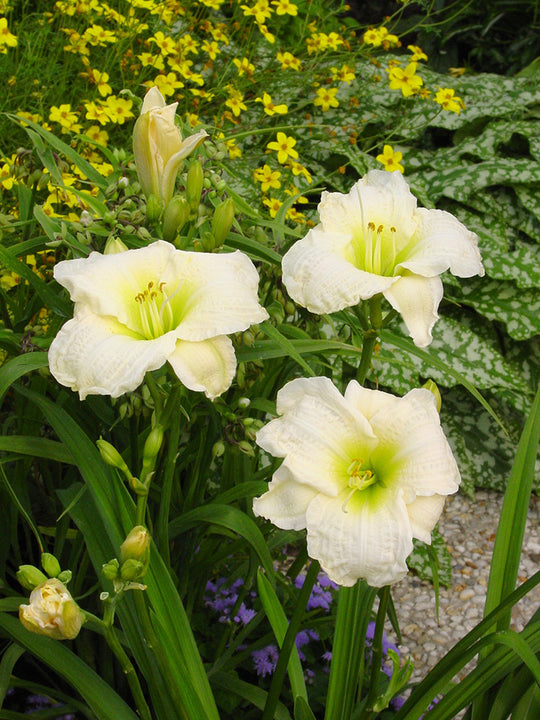 Daylily - Gentle Shepherd, 1 Pack