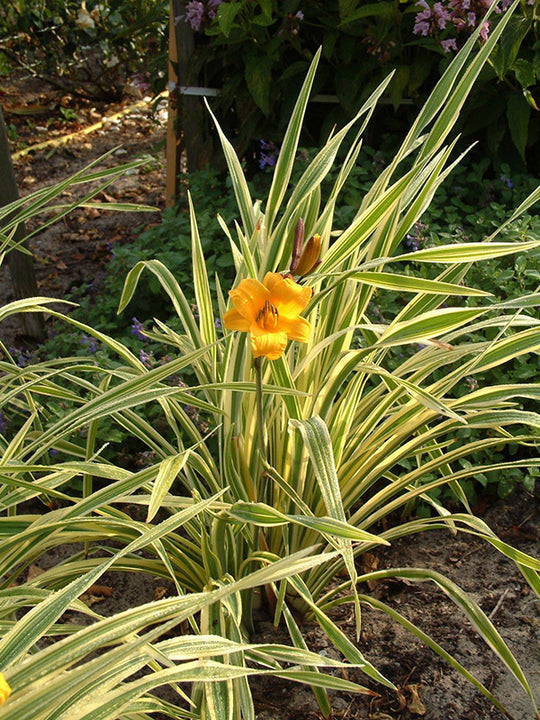 Daylily - Golden Zebra, 1 Pack