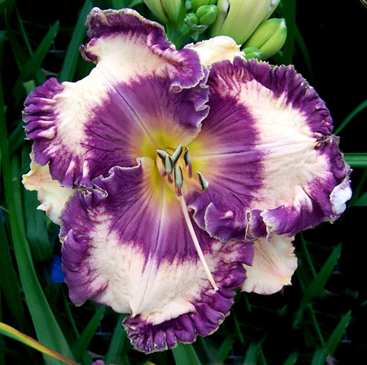 Daylily - Hanalei Bay, 1 Pack