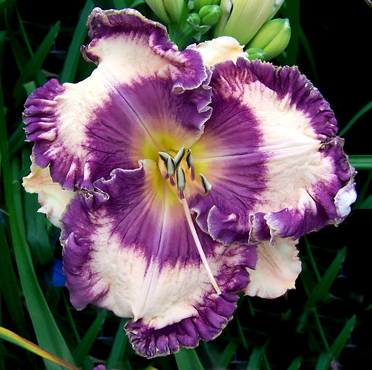 Daylily - Hanalei Bay, 1 Pack
