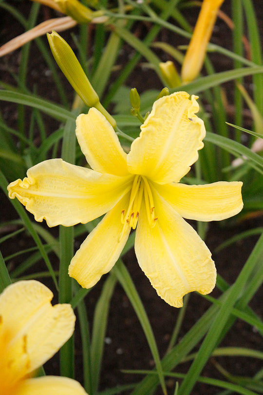 Daylily - Hyperion, 1 Pack