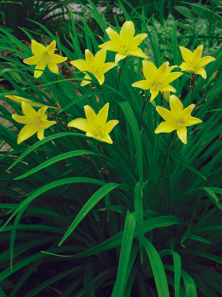 Daylily - Hyperion, 1 Pack