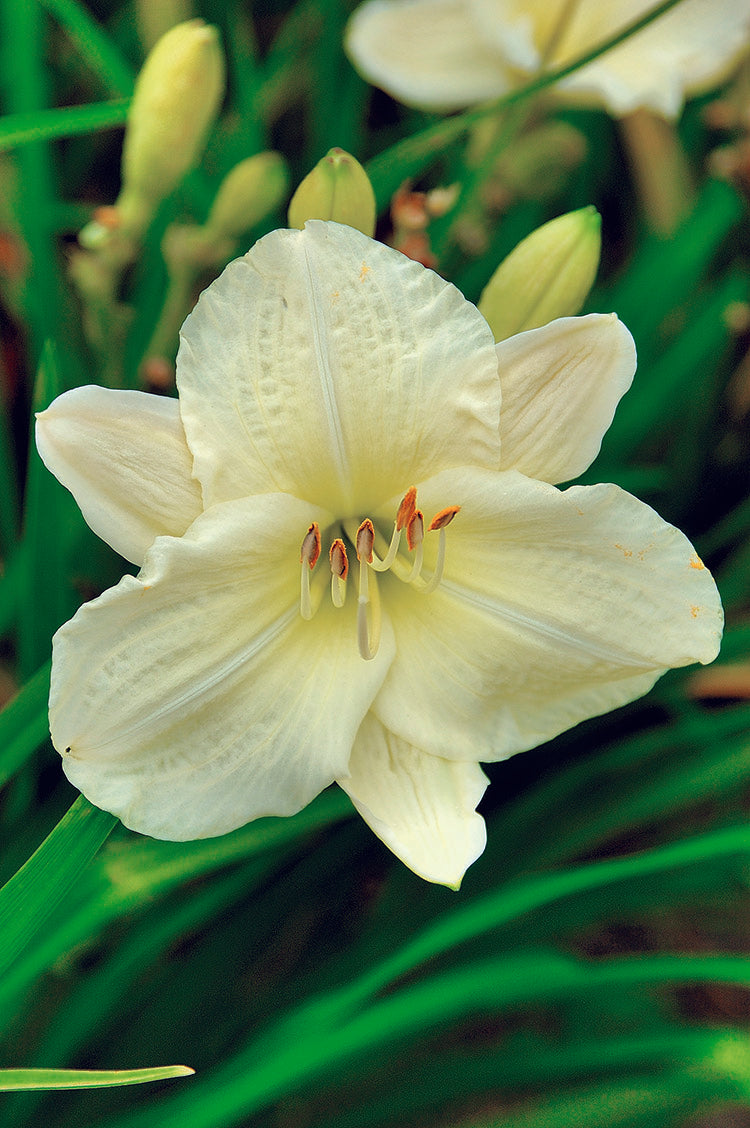 Daylily - Joan Senior, 1 Pack