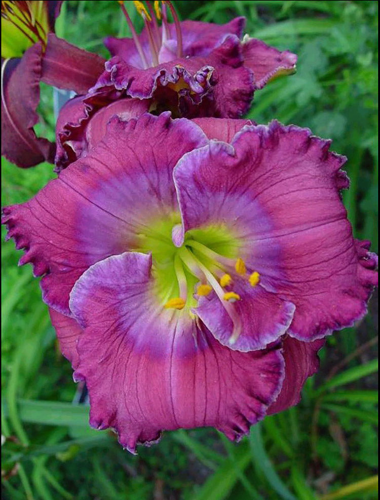 Daylily - Lavender Blue Baby, 1 Pack