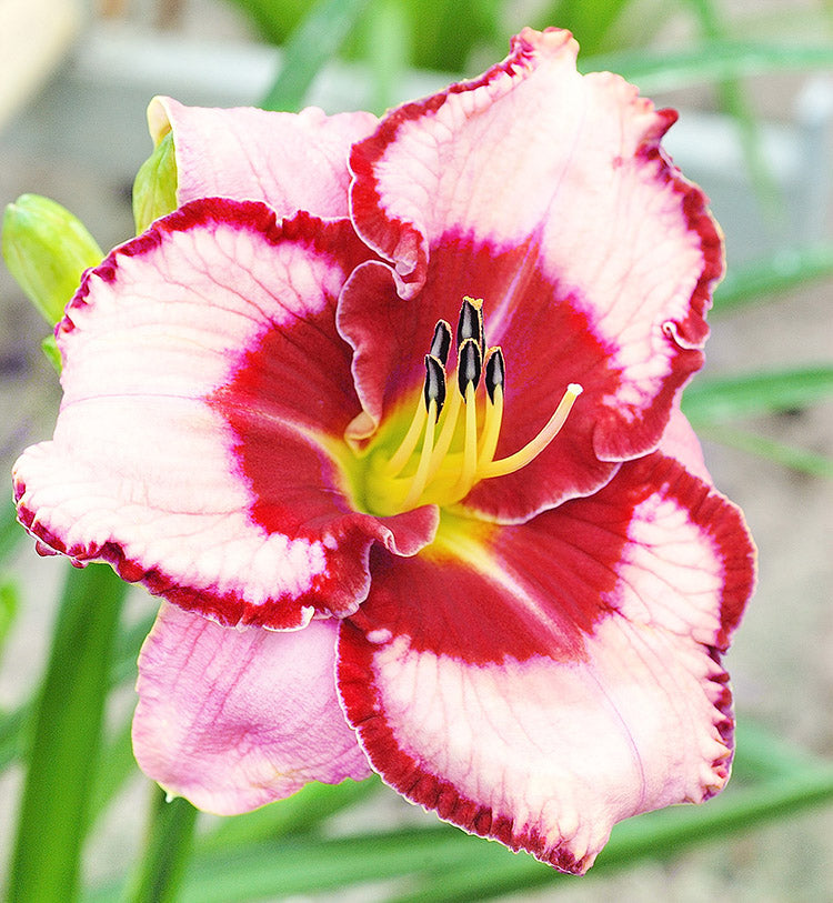 Daylily - Lies & Lipstick, 1 Pack
