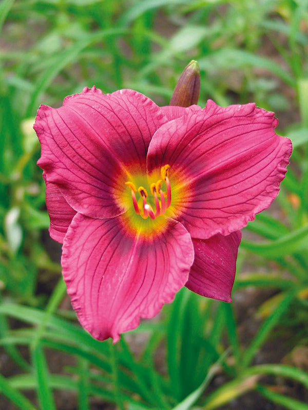 Daylily - Little Grapette, 1 Pack