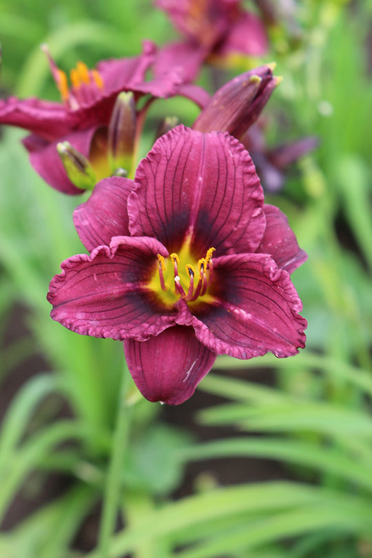 Daylily - Little Grapette, 1 Pack