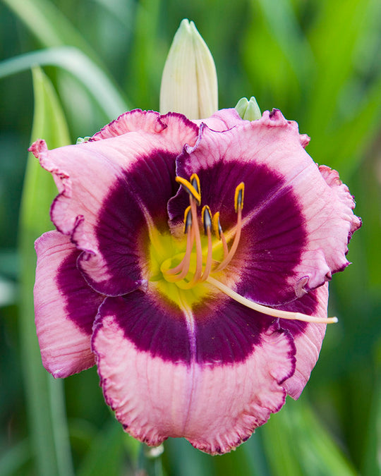 Daylily - MacBeth, 1 Pack