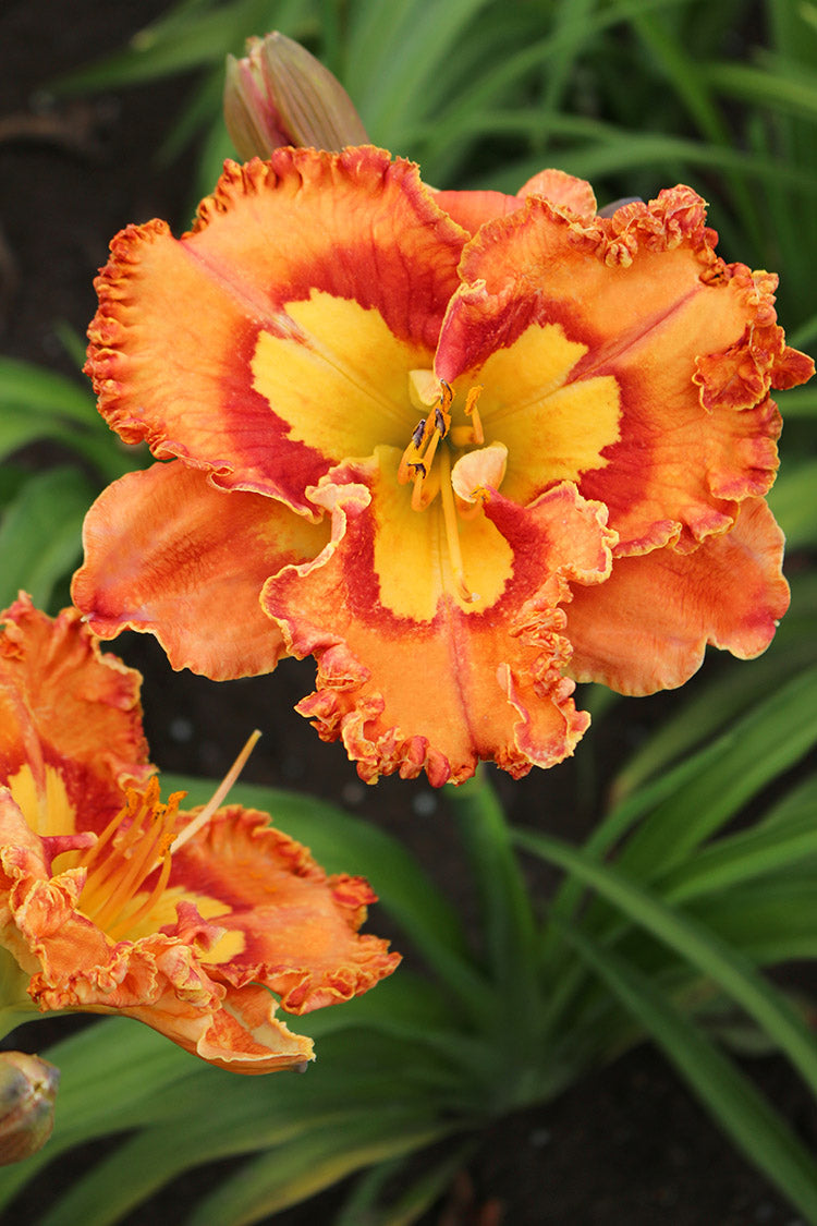 Daylily - Mexican Fiesta, 1 Pack