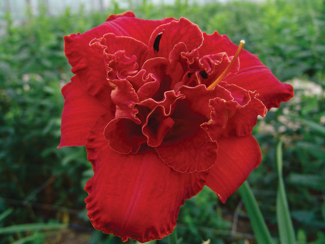 Daylily - Moses Fire, 1 Pack