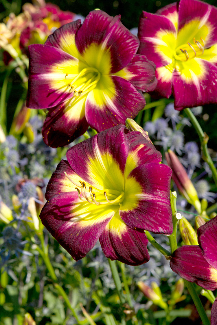 Daylily - Night Beacon, 1 Pack