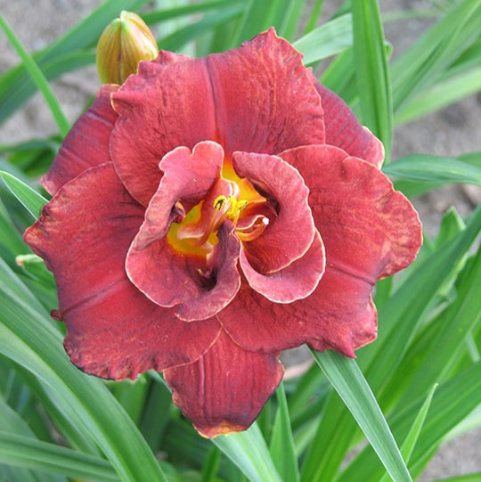 Hemerocallis - Night Embers