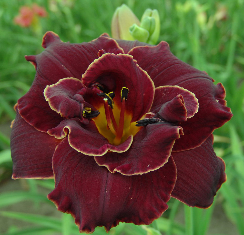 Hemerocallis - Night Embers