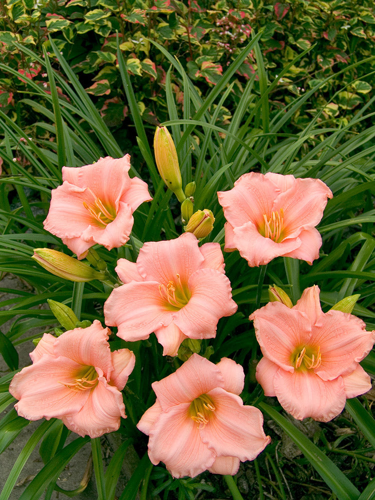 Daylily - On and On, 1 Pack