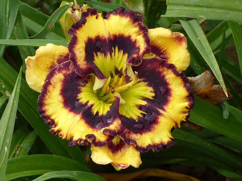 Daylily - Pansy Face Charmer, 1 Pack