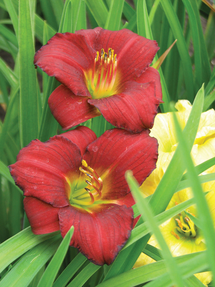 Daylily - Pardon Me, 1 Pack