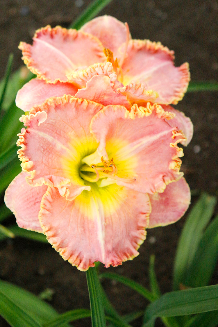 Daylily - Princess Diana, 1 Pack
