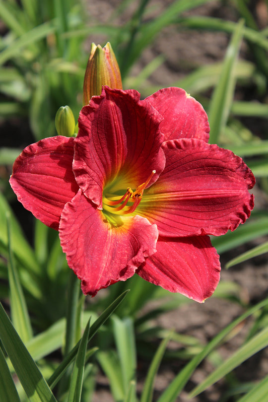 Daylily - Red Hot Returns, 1 Pack