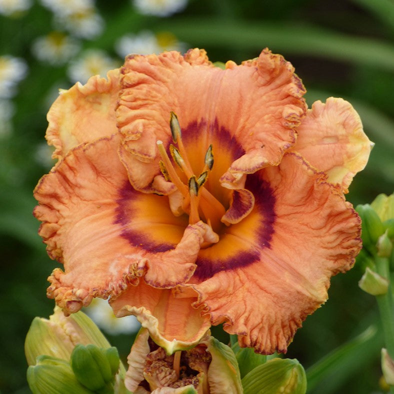 Hemerocallis - Remembering Grace