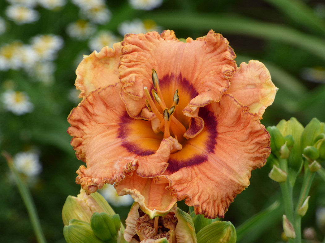 Daylily - Remembering Grace, 1 Pack