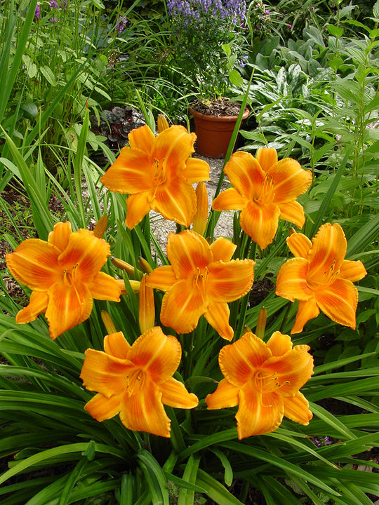 Daylily - Rocket City, 1 Pack