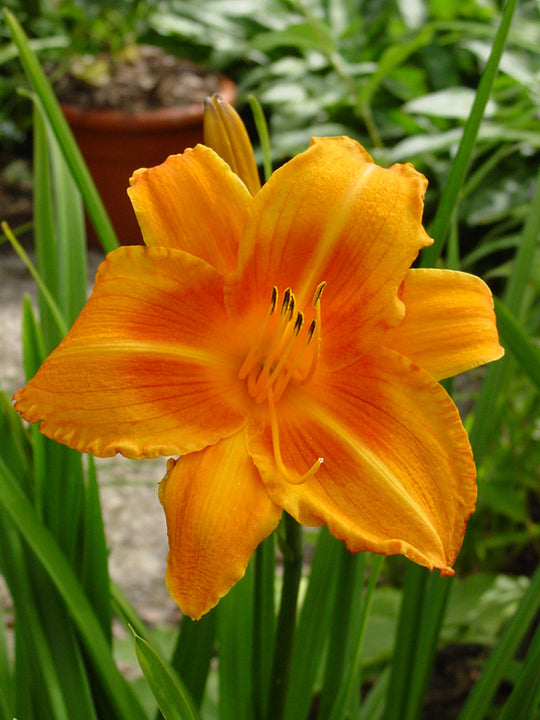 Daylily - Rocket City, 1 Pack