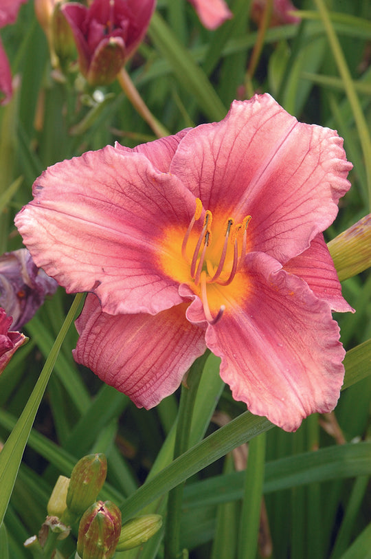 Daylily - Rosy Returns, 1 Pack