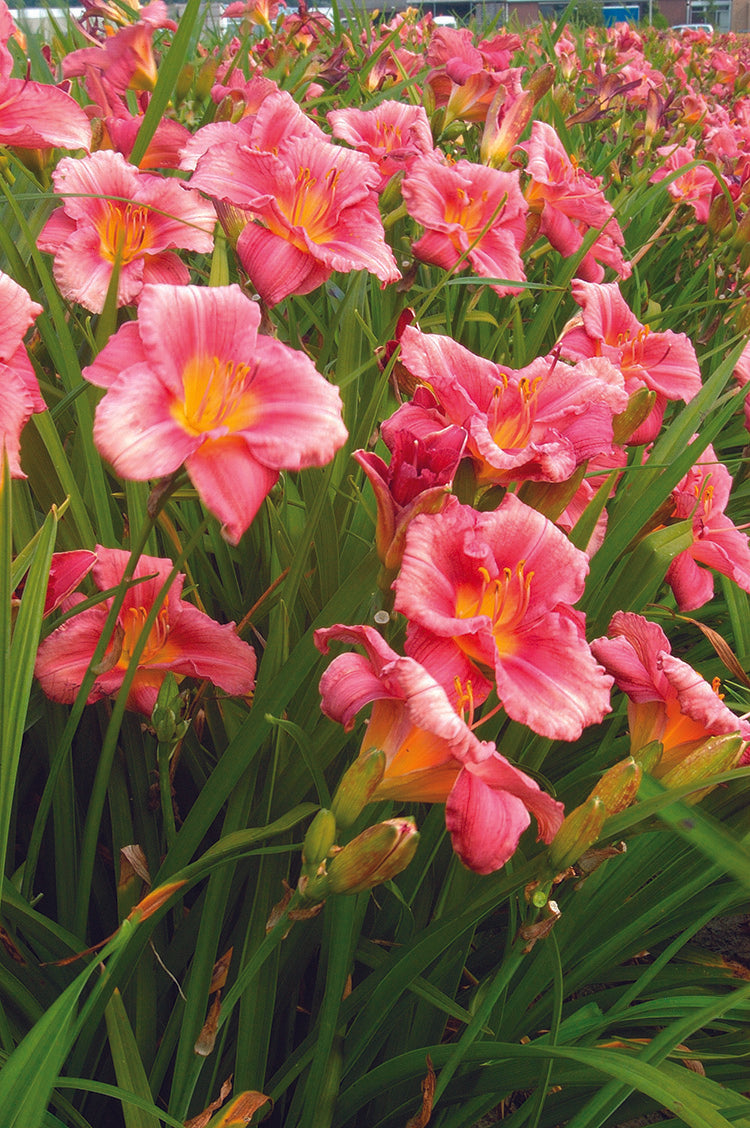 Daylily - Rosy Returns, 1 Pack