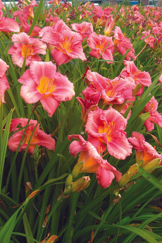 Daylily - Rosy Returns, 1 Pack