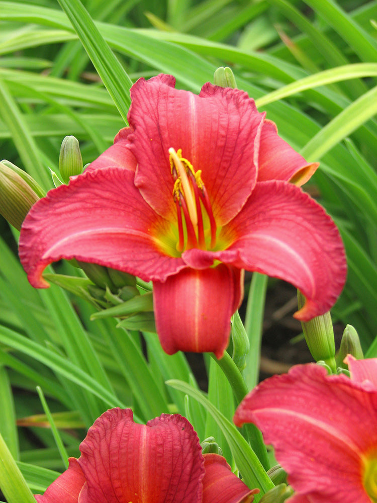 Daylily - Ruby Stella, 1 Pack