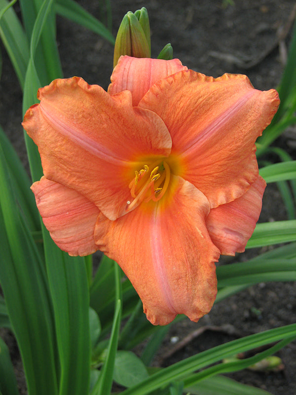 Daylily - South Seas, 1 Pack