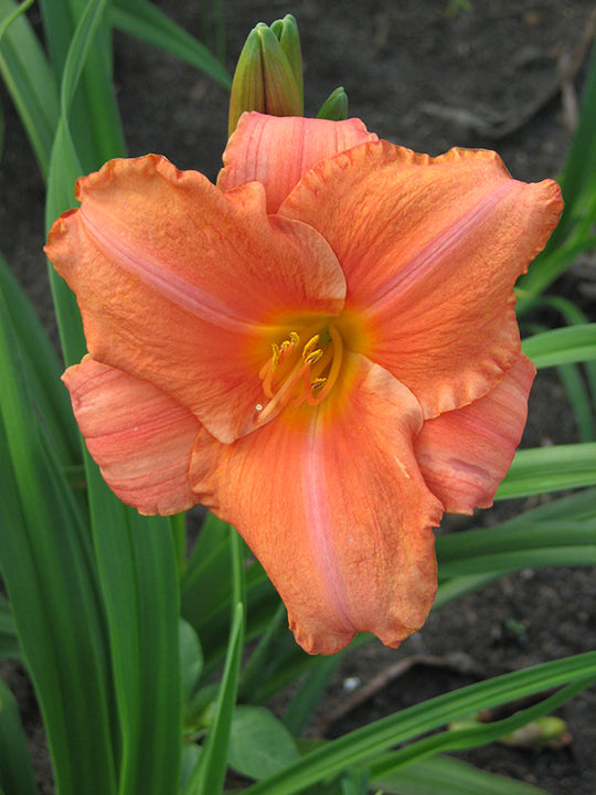 Daylily - South Seas, 1 Pack